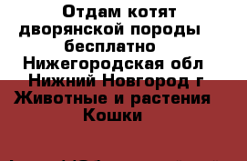Отдам котят дворянской породы :) бесплатно. - Нижегородская обл., Нижний Новгород г. Животные и растения » Кошки   